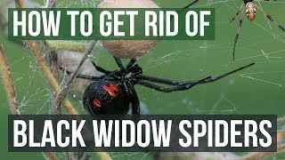 How to Get Rid of Black Widow Spiders (4 Easy Steps)