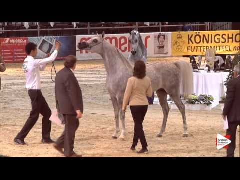 N.43 AL NADIR - Wels 2015 - Colts 2 years old (Class 5)
