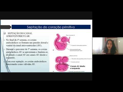 Formação do Sistema Cardiovascular