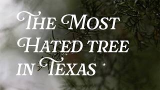 Texas vs the Ashe Juniper - The War on Cedar