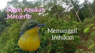 Download lagu Suara Anakan Sogon Menjerit Memanggil Indukan mp3