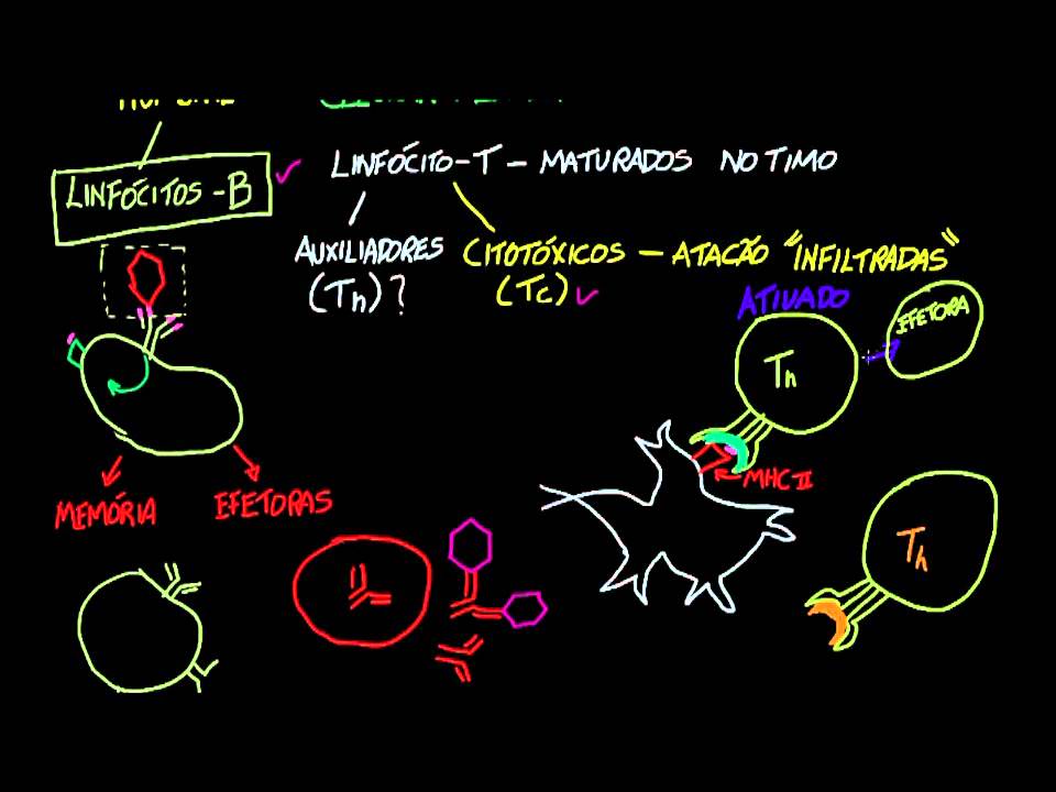 Linfócito T auxiliar