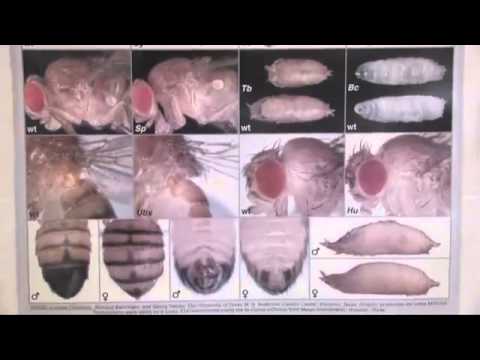 Nejvěrnější pomocník vědců