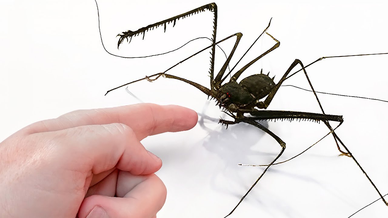 Conseguí un Alien de Mascota (casi)