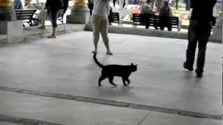 beautiful  cat at Topkapi Palace