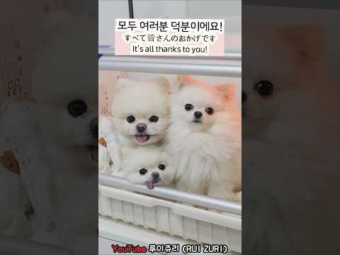구독자 5만 명 달성! ❤️ 모두 여러분 덕분이에요🙇‍♀❤️ (루이&쥬리&메리)