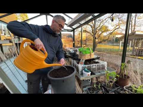 Extra lång film om att Vinterså / Odla kallt efter TV 4 nyhetsmorgon den 30/1