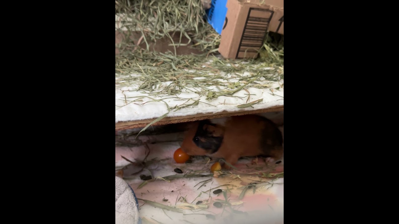 Enlarge Pacho & Pepe, a Adoptable Guinea Pig in Philadelphia, PA video 6/6