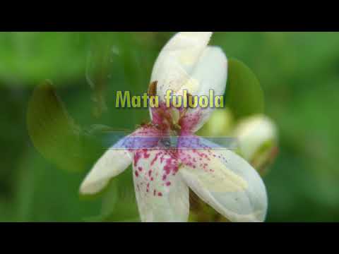 Mata Fuluola - Proud Ones