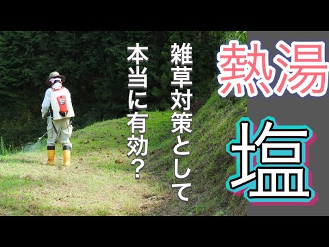 庭に塩をまく：植物にとって有益ですか？  庭園