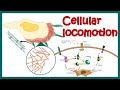 Cell locomotion | cell motility | cell migration | Rho-Rac-Cdc42 signaling in cell locomotion