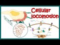 Cell Locomotion Cell Motility Cell Migration Rho Rac Cdc42 Signaling In Cell Locomotion