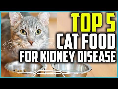 Top 5 Best Cat Food for Kidney Disease in 2020