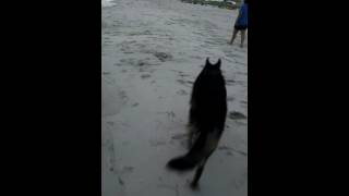 Dog friendly beach Fort morgan, Alabama evening walk on the beach.