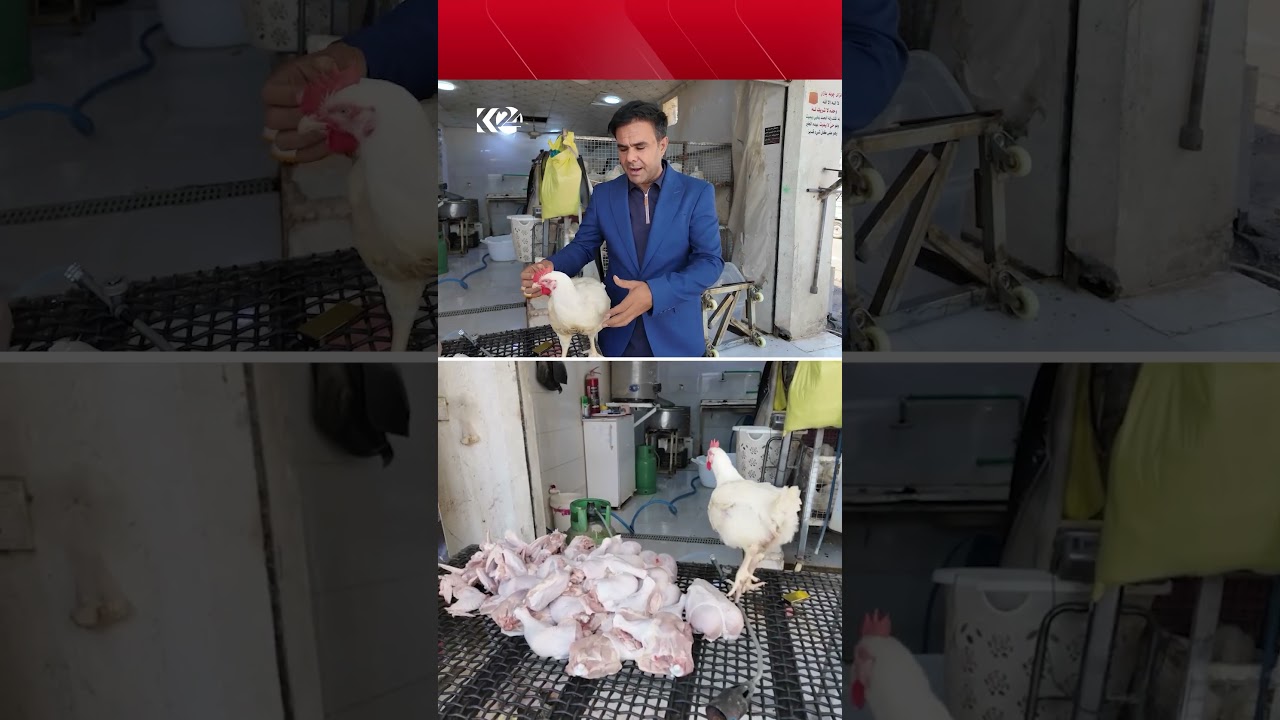 ڤیدیۆ | لە گەرمیان مریشک گرانبووە و مریشک فرۆشێک دەڵێت خەڵک لێمان ناکڕێن و ماوەتەوە