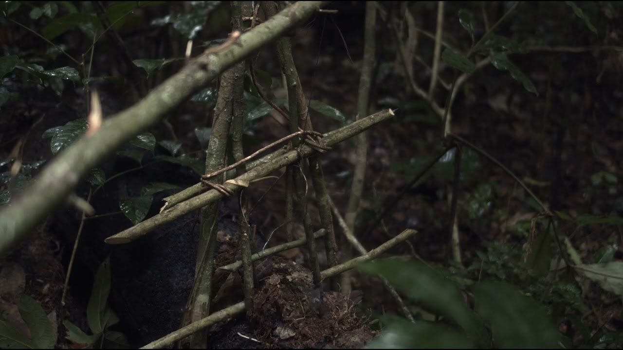Trailer | L'Arbre de l'authenticité | Sammy Baloji