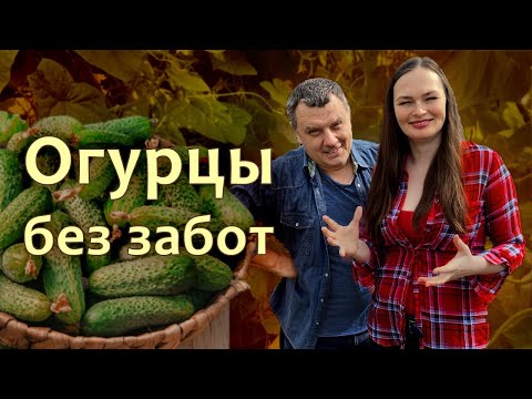 3 секрета беззаботных огурцов Видеошкола Дачного агронома