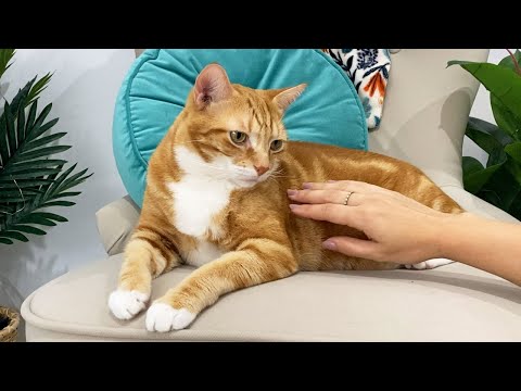 Will my cat let me pat his belly?
