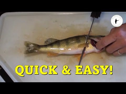 Cleaning Perch with an Electric Knife