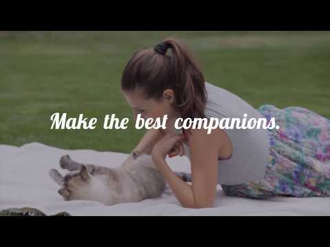 Mykitten - India's Most Trusted Marketplace for Cats – Cats For Sale And Adoption