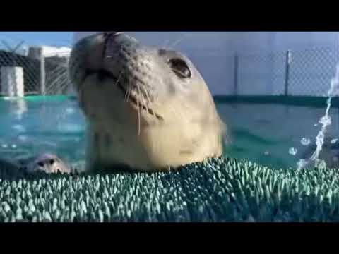 (SEGA✨🦔) Mama is making Lumpia and Palabok Pancit 4 her Baybees with Auntee Yukiho Hagiwara~❤️💋🦭🍝🍜