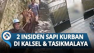 Dua Insiden Sapi Kurban Bikin Geger: Satu Terseret Tewaskan Warga, Satu Lagi Terjun ke Sungai