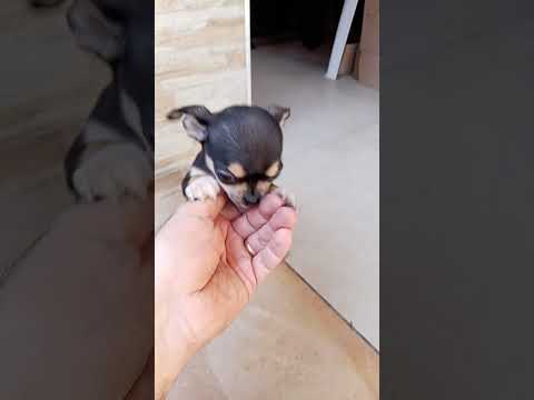 Vendita Cucciolo di Chihuahua