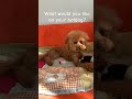 MUSTAAAAAARRRRRD Funnyshorts