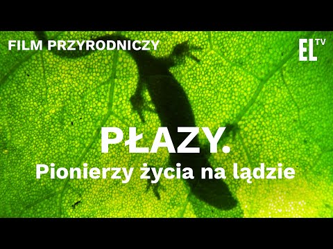 PŁAZY. Pionierzy życia na lądzie [FILM PRZYRODNICZY]