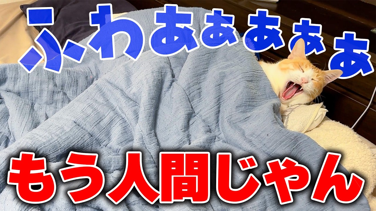 【発覚】寝室に入ったらロビンが人間であることがバレました。