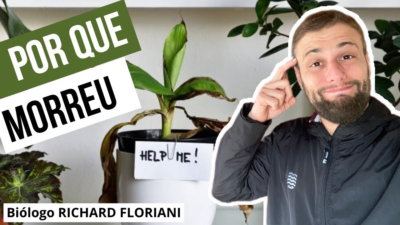 Por que as plantas morrem no vaso e crescem na calçada?