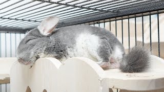 チンチラの寝顔を見ると嫌なこと全てなくなります