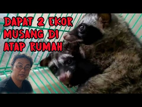 , title : 'Berburu Musang di Atap Rumah, Hasilnya Dapat Dua Ekor'