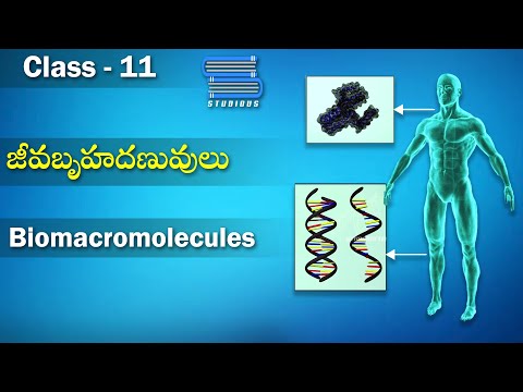 జీవబృహదణువులు - Biomacromolecules | Biomolecules