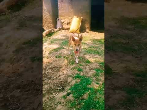 dog 🐕🐕🐕🐕