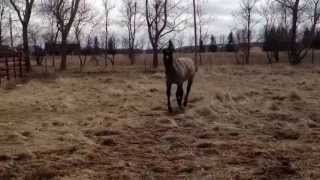 Quarter Horse Blue Roan Stallion - Blue Boy Poco Steel