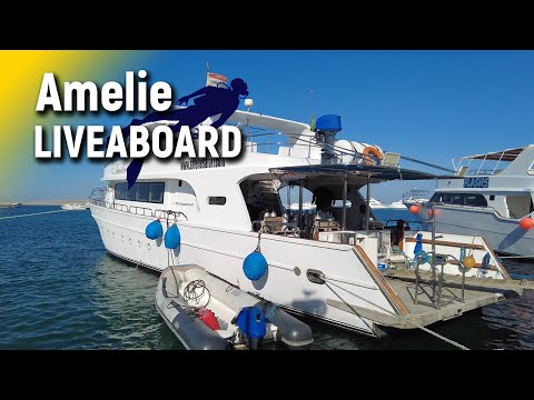 How and WHY to Dive the Red Sea | Egypt SCUBA Diving | Amelie Liveaboard