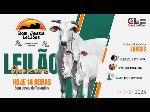 www.canalleilões.com | LEILÃO GADO DE CORTE DO BOM JESUS LEILÕES - BOM JESUS DO TOCANTINS 13/10/2025