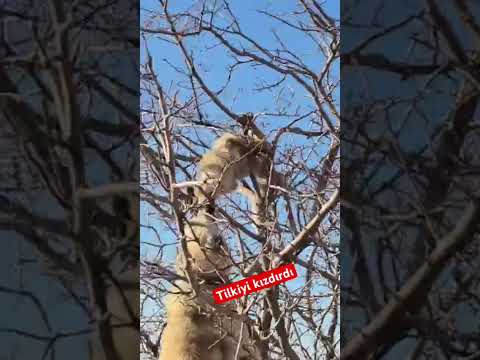 Köpek ağaca tırmanan tilkiyi sinirlendirdi #dog #kangal #köpek