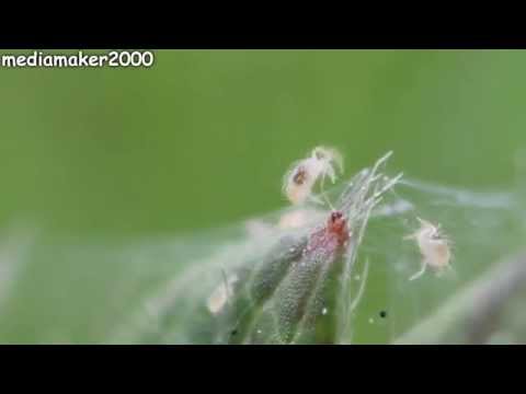 Spider Mites - Extreme Video Close Up!