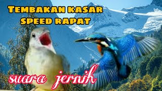 Download lagu Kapas tembak vs Tengkek Udang Masteran 2 in 1 Kapa... mp3