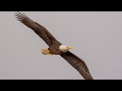 How bald eagles returned to Indiana