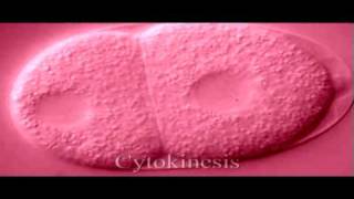 Eukaryotic Cell Cycle Biology Genetics
