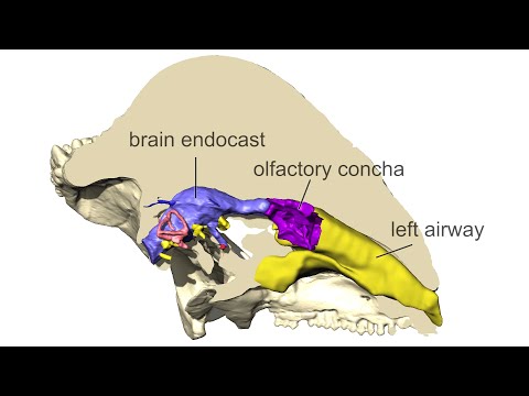 Modeling nasal airflow in the pachycephalosaurid dinosaur Stegoceras