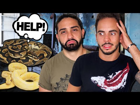 We Rescue Abandoned Snakes in Miami! *GRAPHIC*