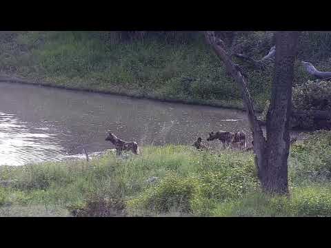 Djuma: African Wild Painted Dogs-Pt:1 - 06:38 - 12/26/21