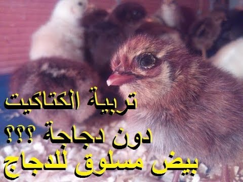 , title : 'تربية الدجاج - كيف تتعامل مع الكتاكيت الصغيرة من أول يوم  دون دجاجة وأهم غذاء لهم'