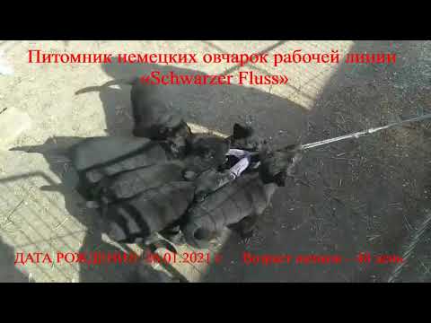Питомник рабочих линий немецкой овчарки «Schwarzer Fluss» . Возраст щенков 48 дней.