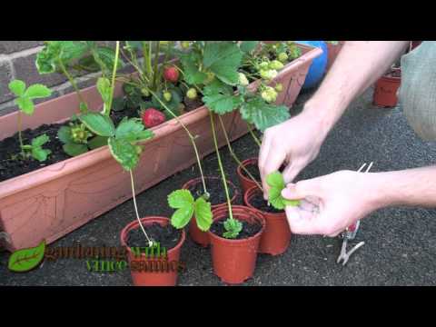 Planting Strawberry Runners, Propagating Strawberries the easy way.