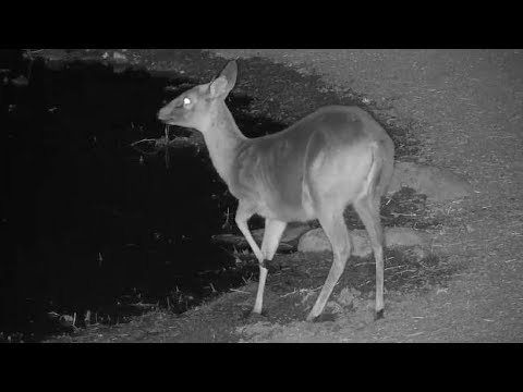 Djuma: Duiker female gets a drink - 19:05 - 08/25/19